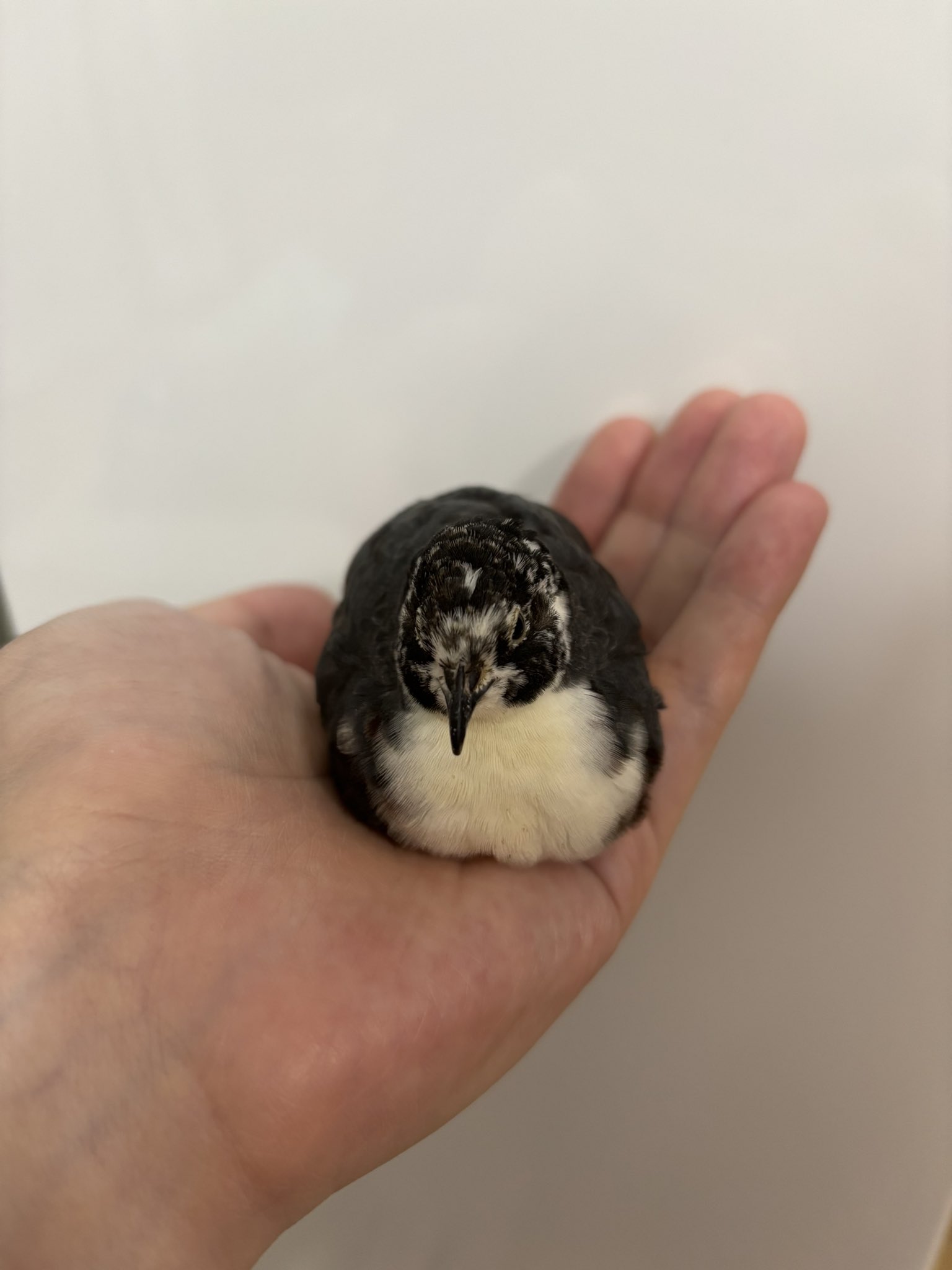 ひめうずら研究室 成鳥用配合飼料 4kg 鳥 餌 ヒメウズラ ひめうずら研究室 成鳥用配合飼料 4kg 鳥 餌 ヒメウズラ