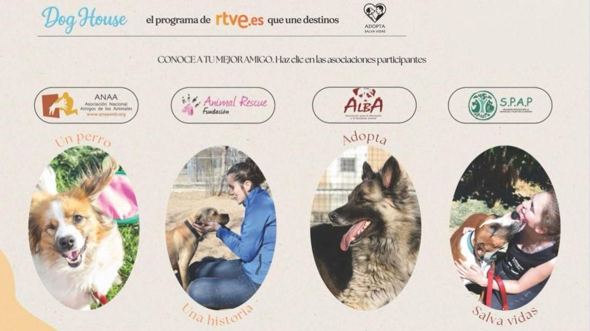 'Dog House': así puedes adoptar con las asociaciones del programa🐶

➡️Conoce las protectoras que han formado parte del nuevo espacio de <a href="/La1_tve/">La 1</a> 📺

➡️<a href="/Chenoa/">Chenoa</a> acompañará a los perros en la búsqueda de un nuevo hogar en 'Dog House'

rtve.es/n/16646173