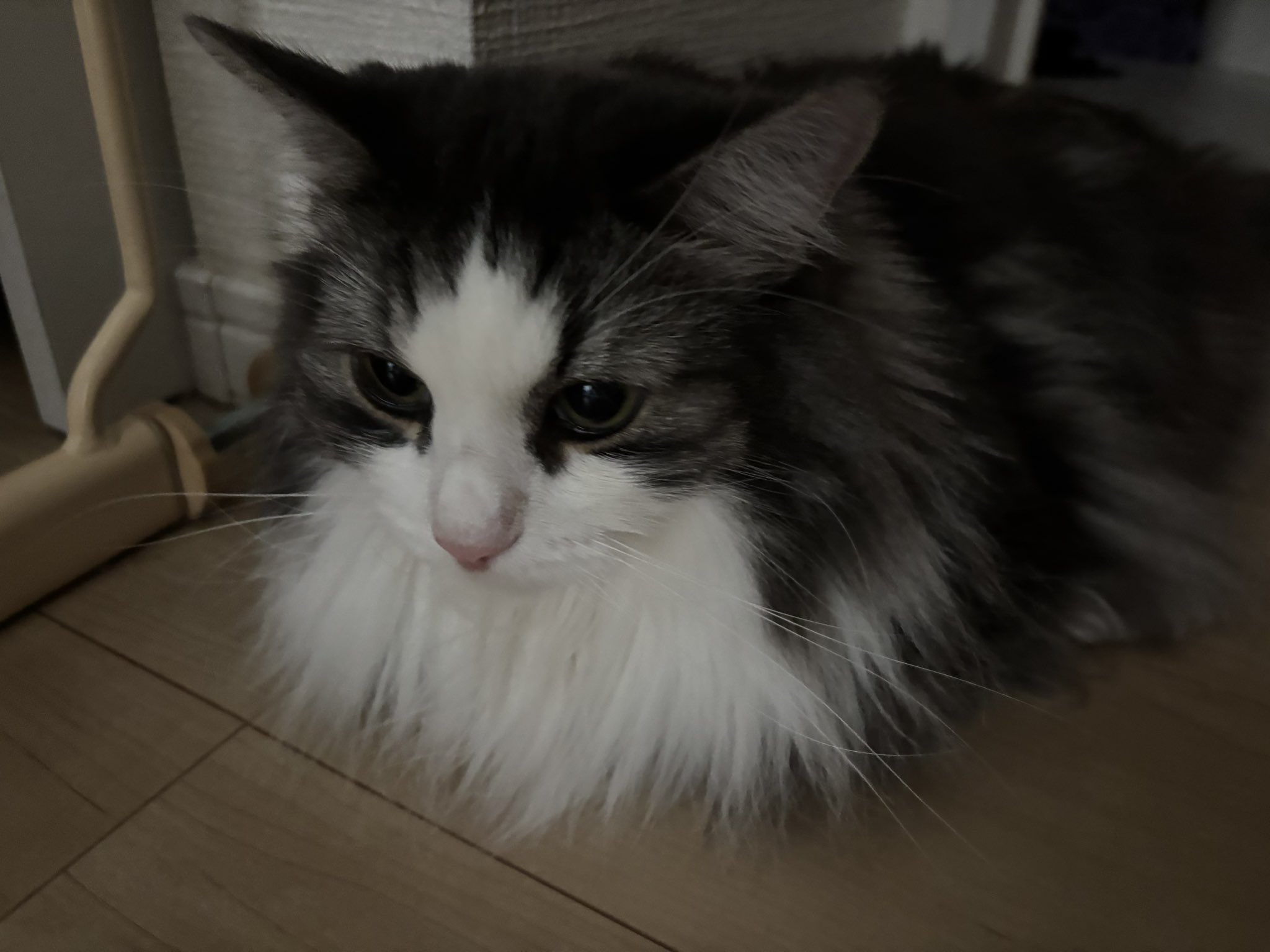 ねこ♡ のぢ🍞 on X: 