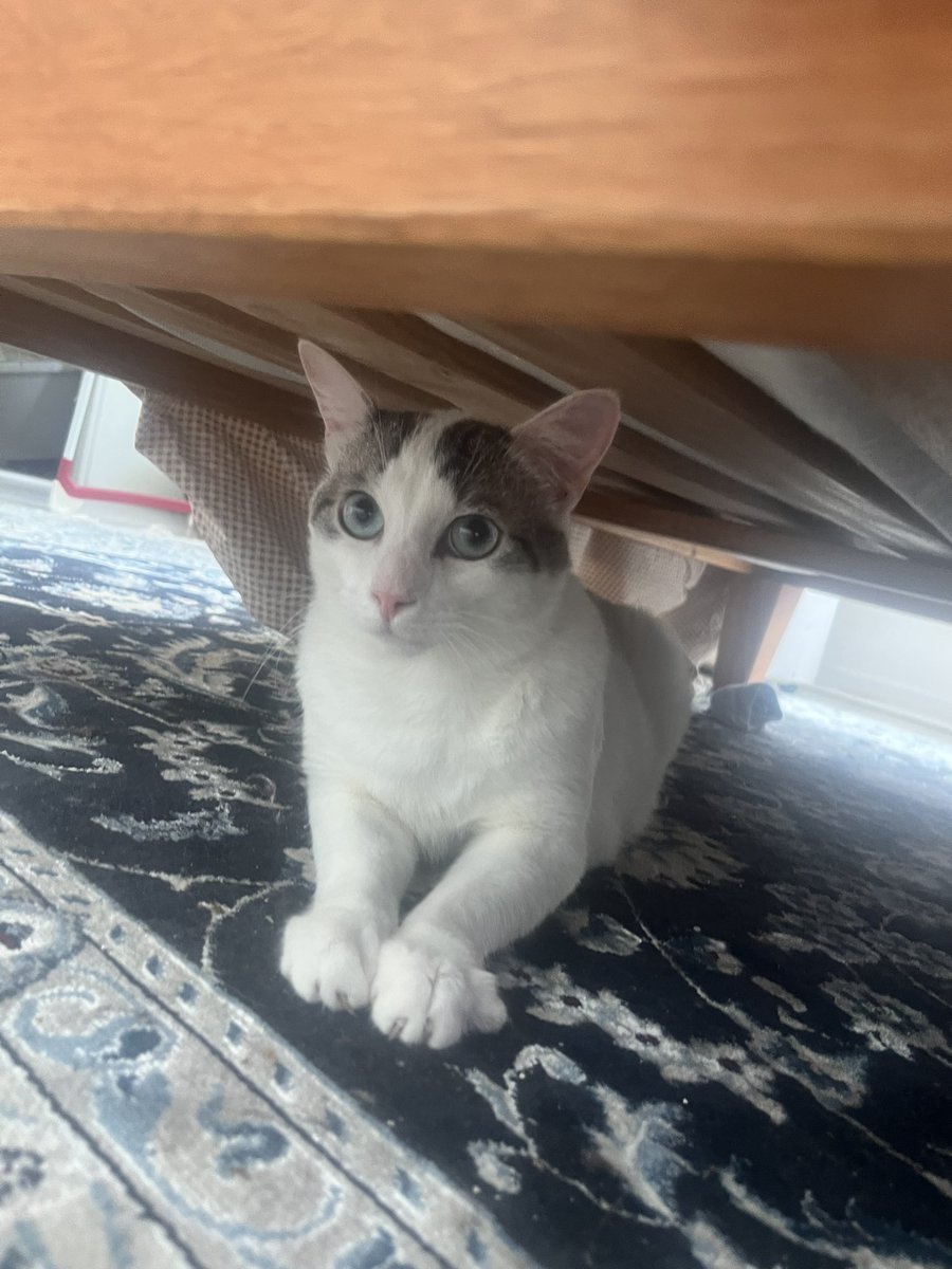 sarmknarght's tweet image. The new boi is here and instantly made himself at home