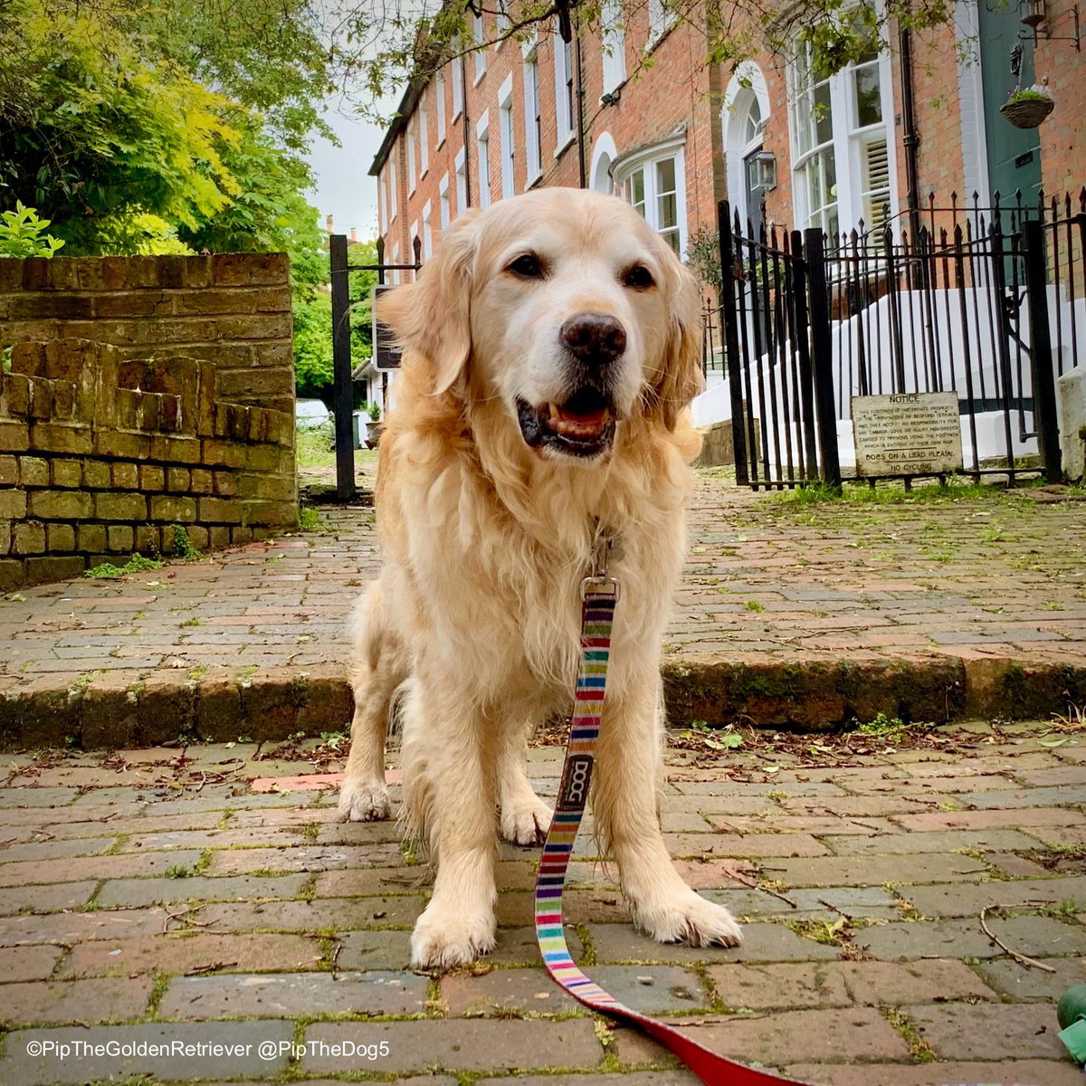 🐰🐶🐇

Here’s our gentle Pip in the same spot in May 2024. The pretty row of houses behind him is called Bedford Terrace.

The hare is one of many animal sculptures you can currently find all over Royal Tunbridge Wells that form the #TrailWithATale.

🧵/3 #RTWtrail