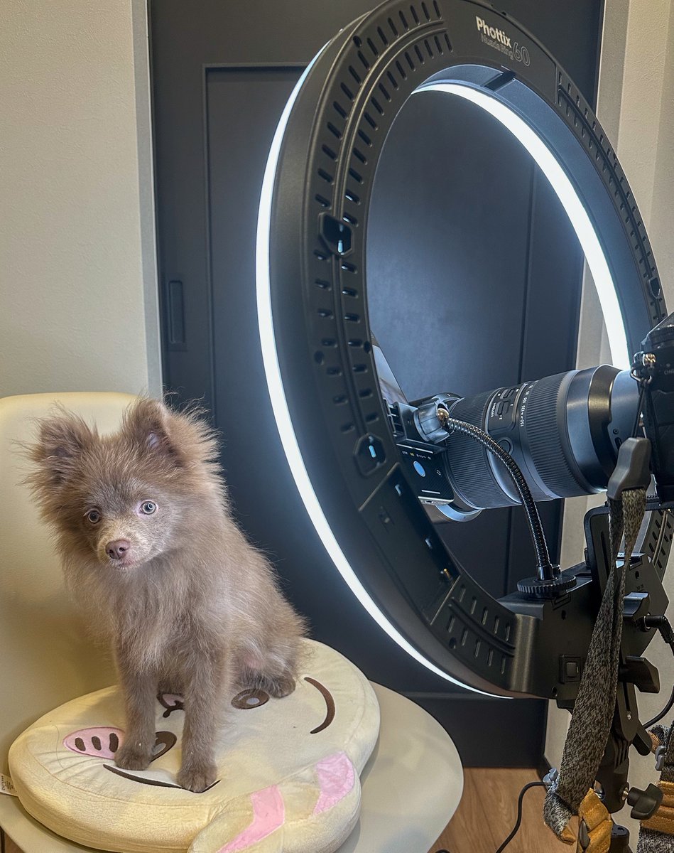 Vell_007_'s tweet image. #phottix のライト買っちゃった…！💡
スマホでも一眼でも自撮り捗りそう🐶♡