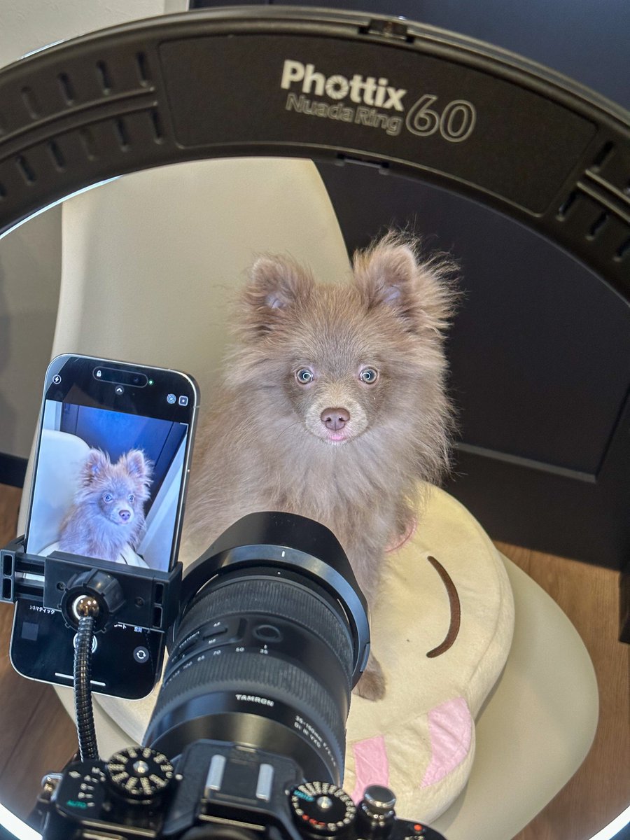 Vell_007_'s tweet image. #phottix のライト買っちゃった…！💡
スマホでも一眼でも自撮り捗りそう🐶♡