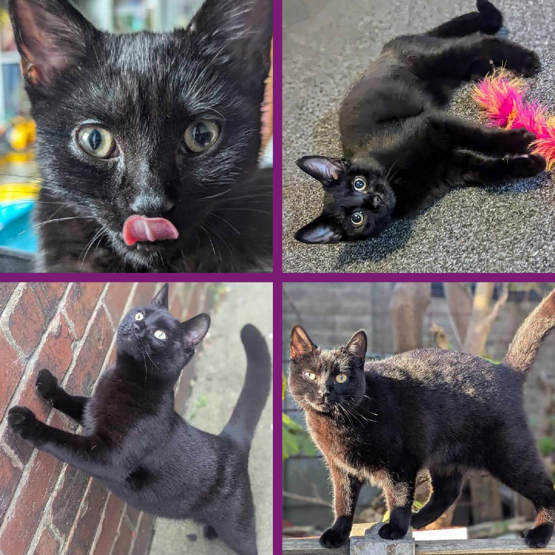 CatsWarrington's tweet image. #HappyTailsTuesday with Tortilla! 💜
Now called Shadow, her adopters had this to say;
"Shadow turned 1 on Monday. We adopted her from you at 13 weeks old. She's gone from a terrified baby to a beautiful cuddly grown up girl🥺
We love seeing updates from adopted cats!🤗💜