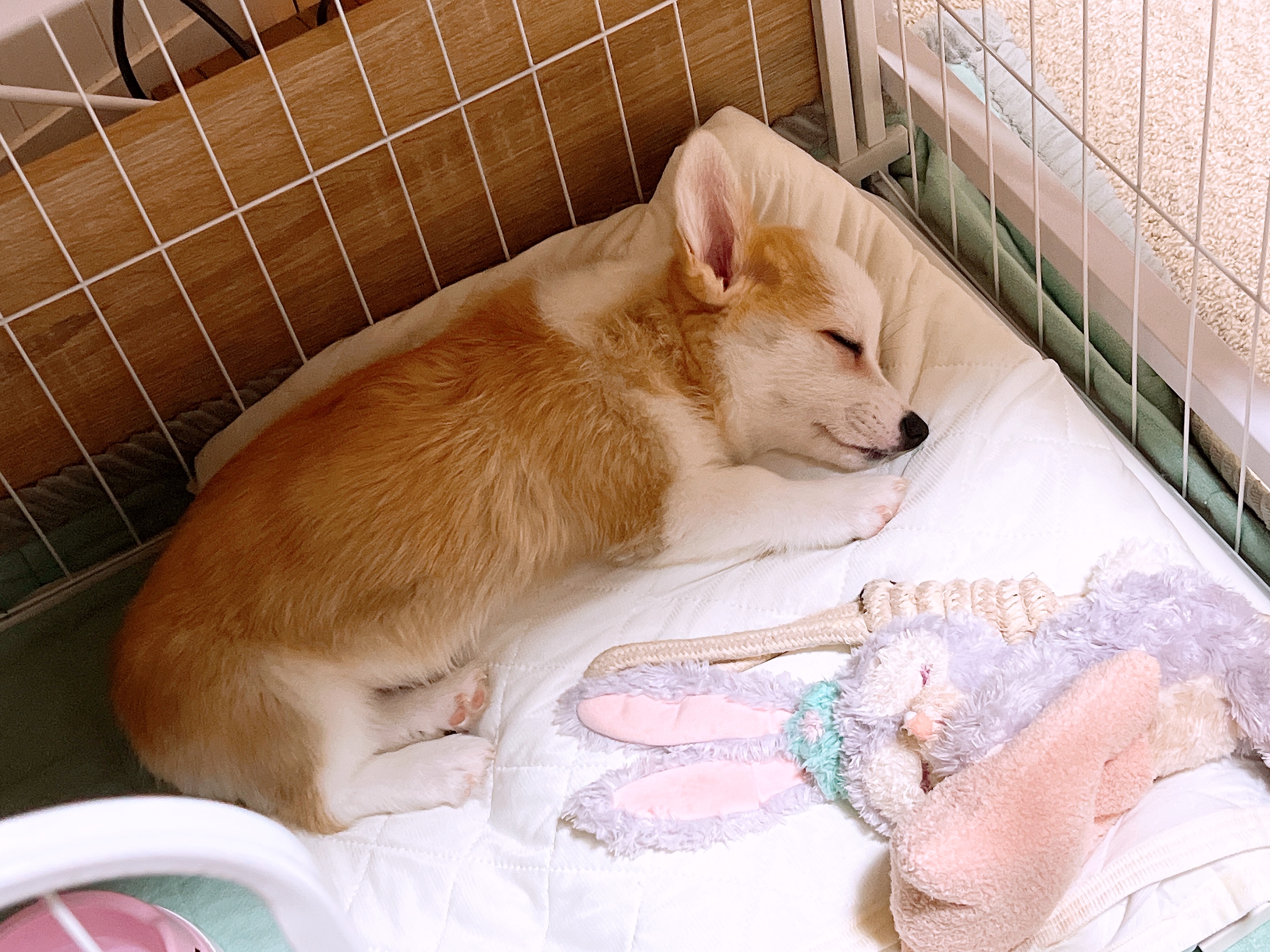 温泉街コーギー🎀チノさん on X: 