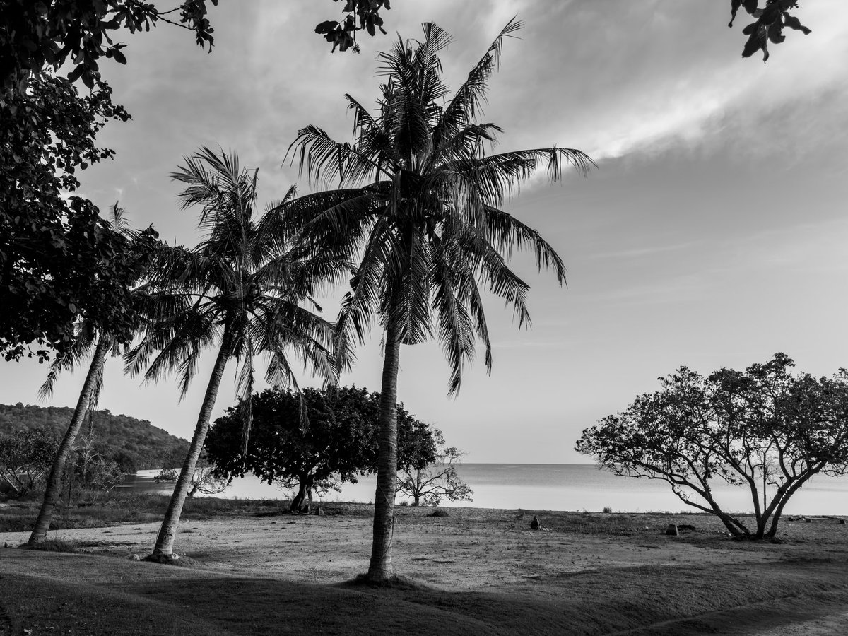 Future_Camping's tweet image. 🌴🌴🌴