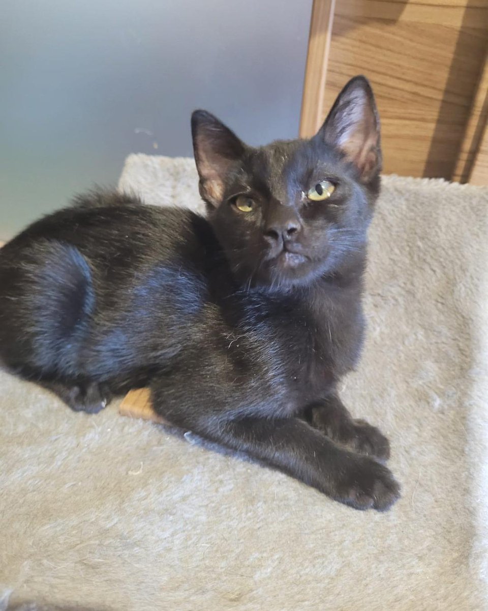 ZafiroProte's tweet image. 🩵 OCTANO EN ADOPCIÓN 🩵
Poco después de encontrar a Gasolina y sus bebés, apareció nuestro Octano aumentando nuestra familia petrolera🌟
Este gatito es muy alegre y aventurero, adora jugar y ronronea como un pequeño motor💫
🐾 Octano
🎂 3 meses
📍 Murcia
✈️ Puede viajar