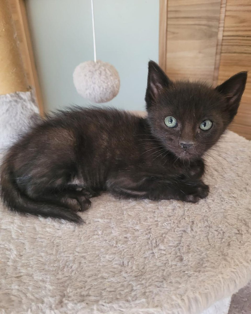 ZafiroProte's tweet image. 🩵 OCTANO EN ADOPCIÓN 🩵
Poco después de encontrar a Gasolina y sus bebés, apareció nuestro Octano aumentando nuestra familia petrolera🌟
Este gatito es muy alegre y aventurero, adora jugar y ronronea como un pequeño motor💫
🐾 Octano
🎂 3 meses
📍 Murcia
✈️ Puede viajar