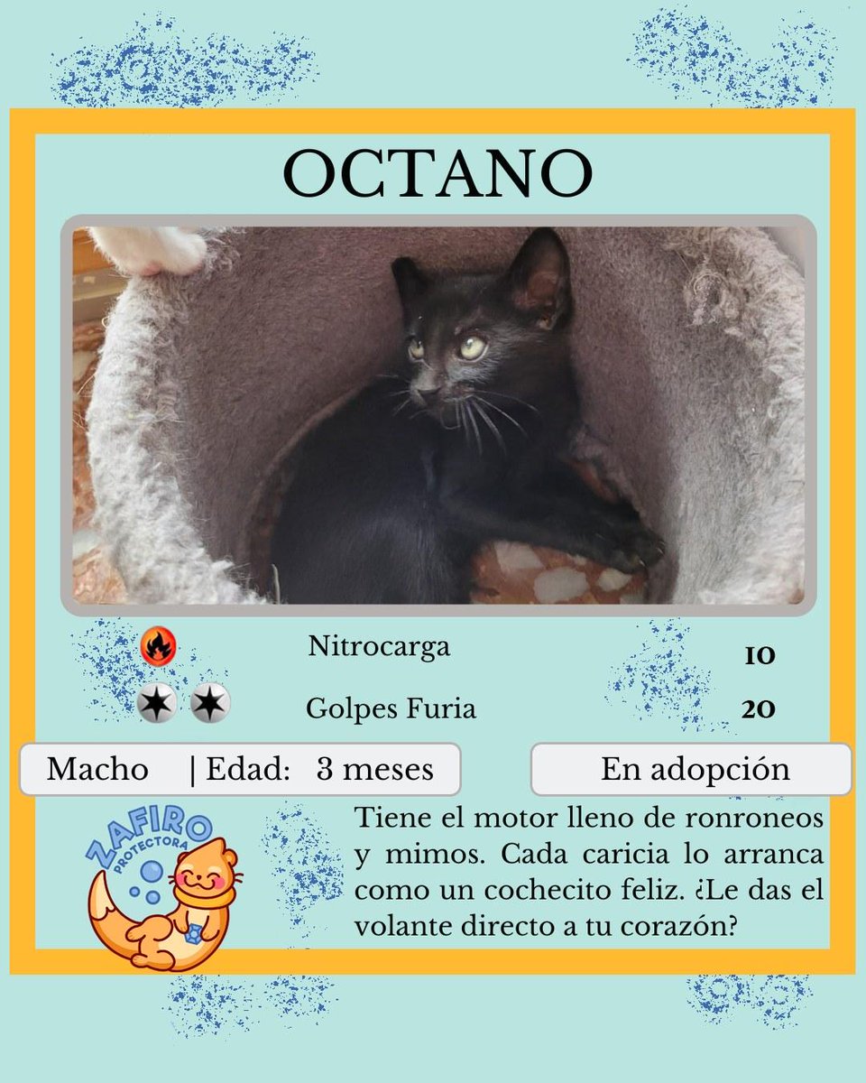 ZafiroProte's tweet image. 🩵 OCTANO EN ADOPCIÓN 🩵
Poco después de encontrar a Gasolina y sus bebés, apareció nuestro Octano aumentando nuestra familia petrolera🌟
Este gatito es muy alegre y aventurero, adora jugar y ronronea como un pequeño motor💫
🐾 Octano
🎂 3 meses
📍 Murcia
✈️ Puede viajar