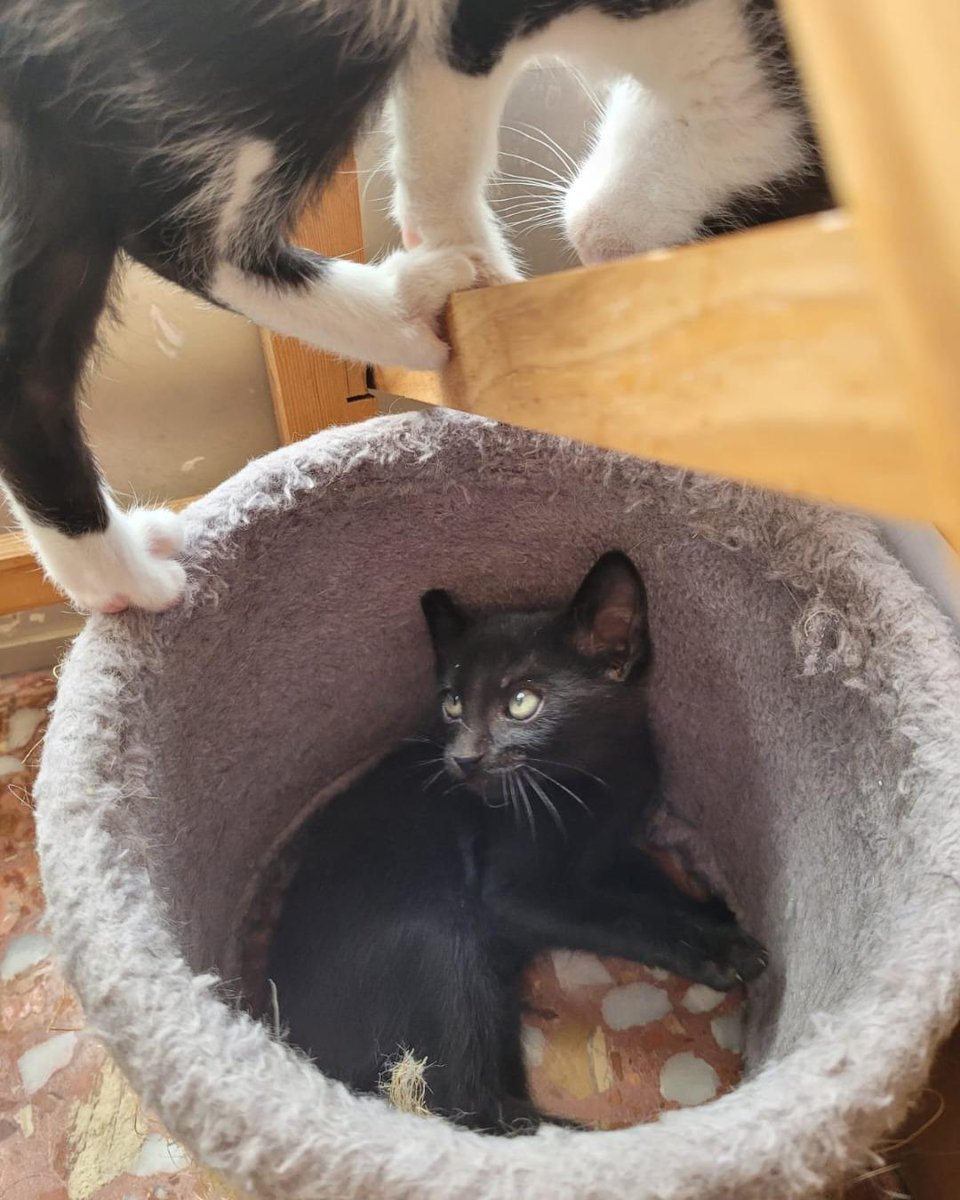 ZafiroProte's tweet image. 🩵 OCTANO EN ADOPCIÓN 🩵
Poco después de encontrar a Gasolina y sus bebés, apareció nuestro Octano aumentando nuestra familia petrolera🌟
Este gatito es muy alegre y aventurero, adora jugar y ronronea como un pequeño motor💫
🐾 Octano
🎂 3 meses
📍 Murcia
✈️ Puede viajar