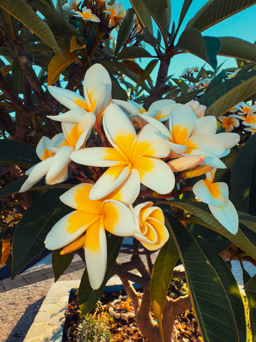 wojototo's tweet image. I took @notboring !Camera for a spin on holiday in Greece. Pushed exposure with flash on wide-angle lens and full sunny day. This app brings joy back to iPhone photography. Tactile, slower, considerate!
Lovely app
