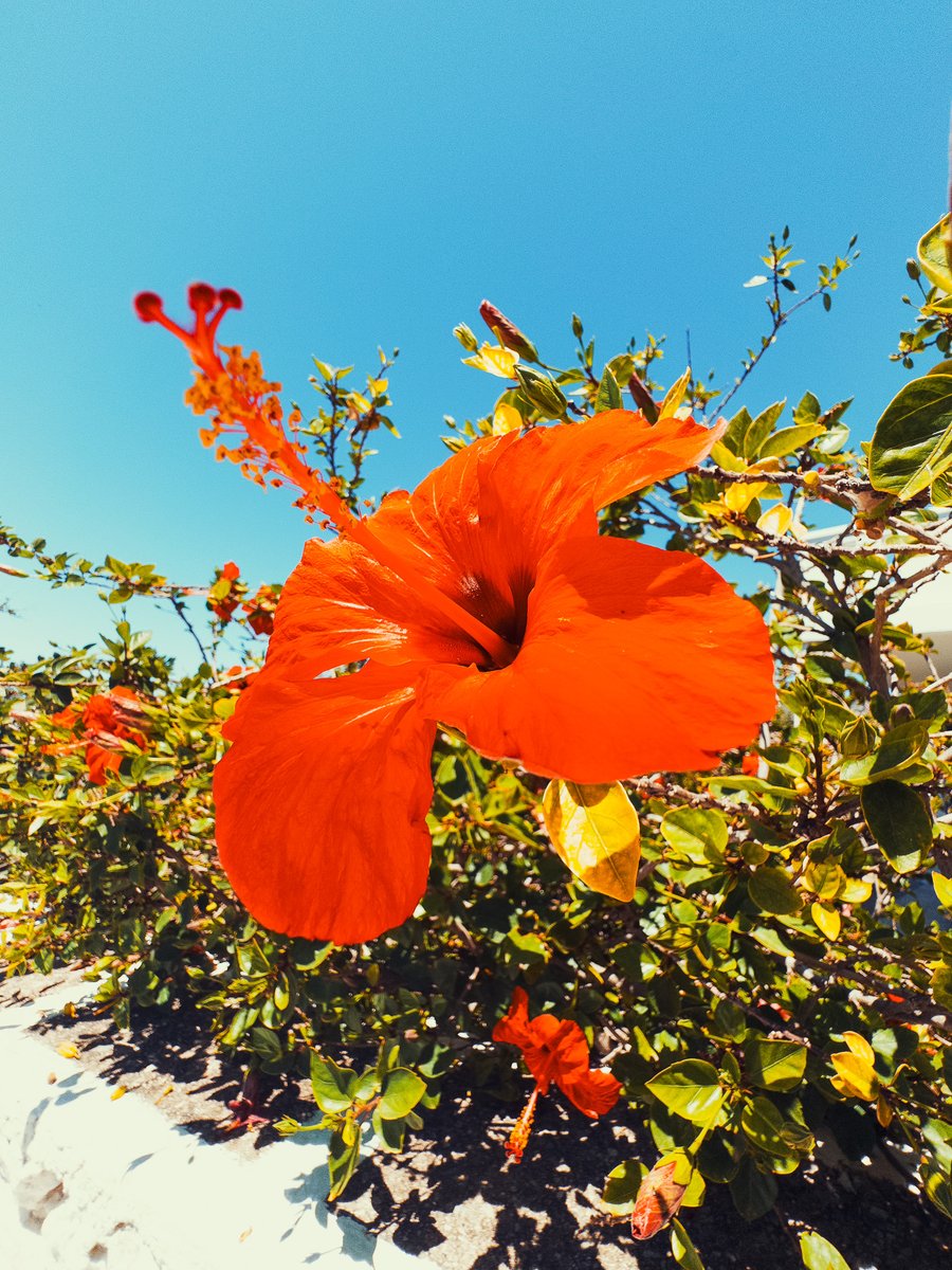 wojototo's tweet image. I took @notboring !Camera for a spin on holiday in Greece. Pushed exposure with flash on wide-angle lens and full sunny day. This app brings joy back to iPhone photography. Tactile, slower, considerate!
Lovely app