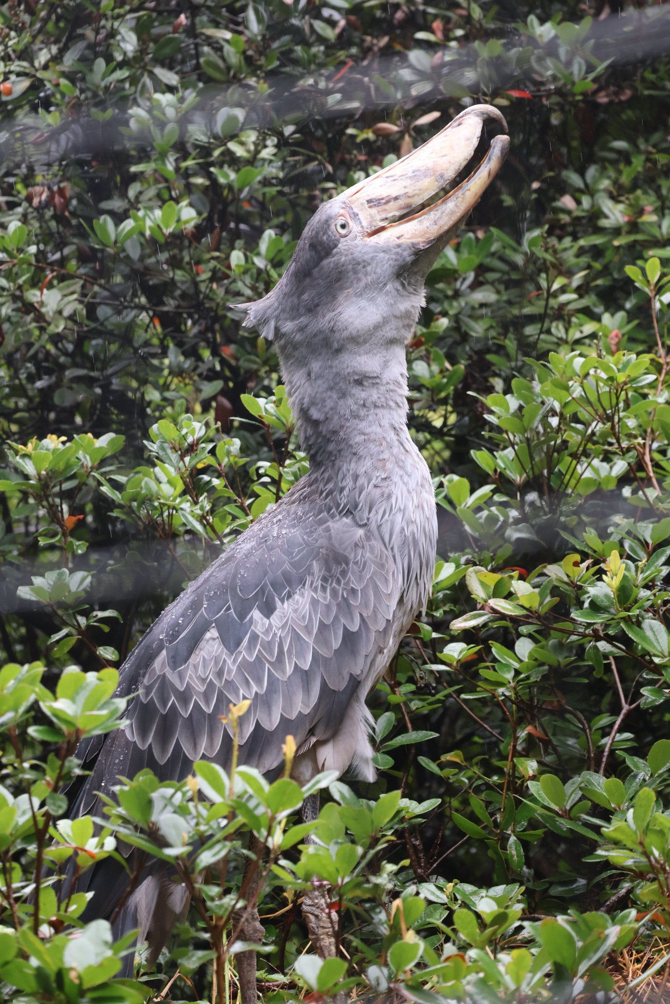 0624ー8620ーハシビロコウ様【16点】 ハシビロコウ/ Shoebill - YouTube