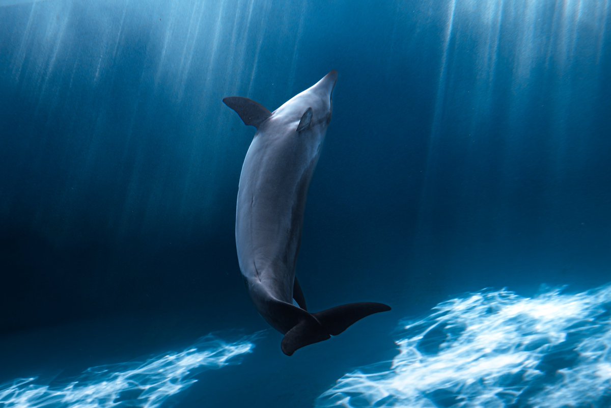 t_aqu_'s tweet image. 大洗水族館の光が溢れる水槽