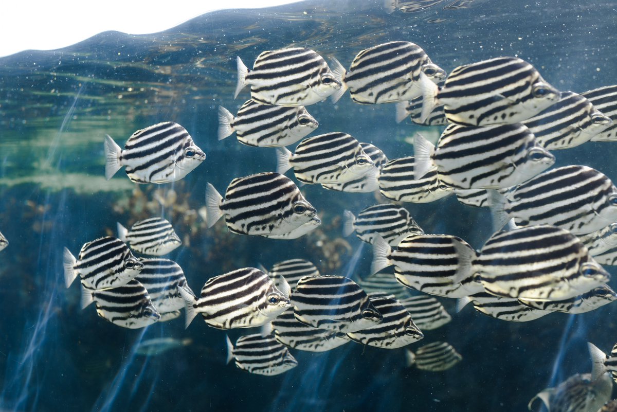 t_aqu_'s tweet image. 大洗水族館の光が溢れる水槽