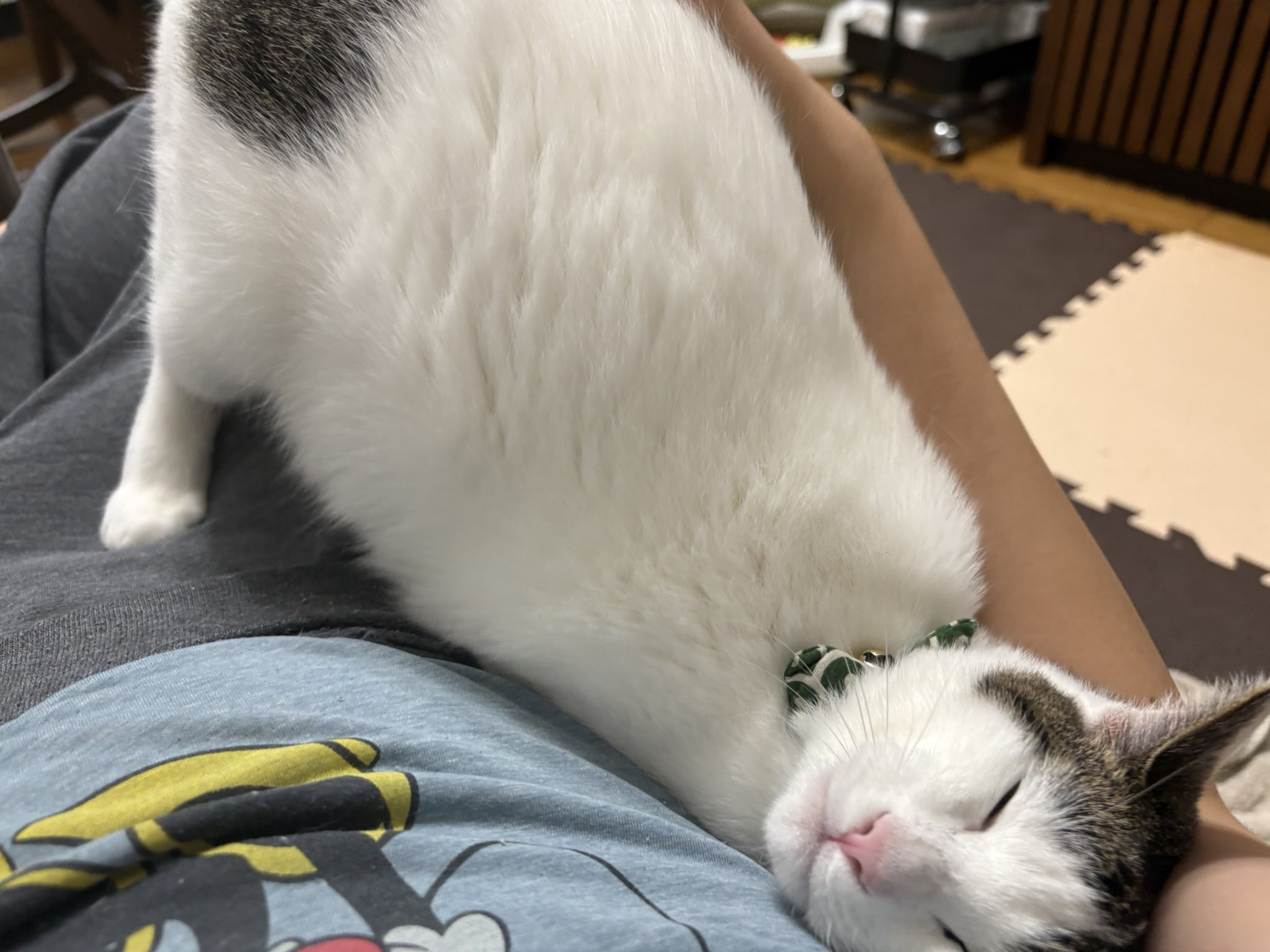 ねこページ ねこページ 猫ピッチャー 18 (単行本) | そにしけんじ |本