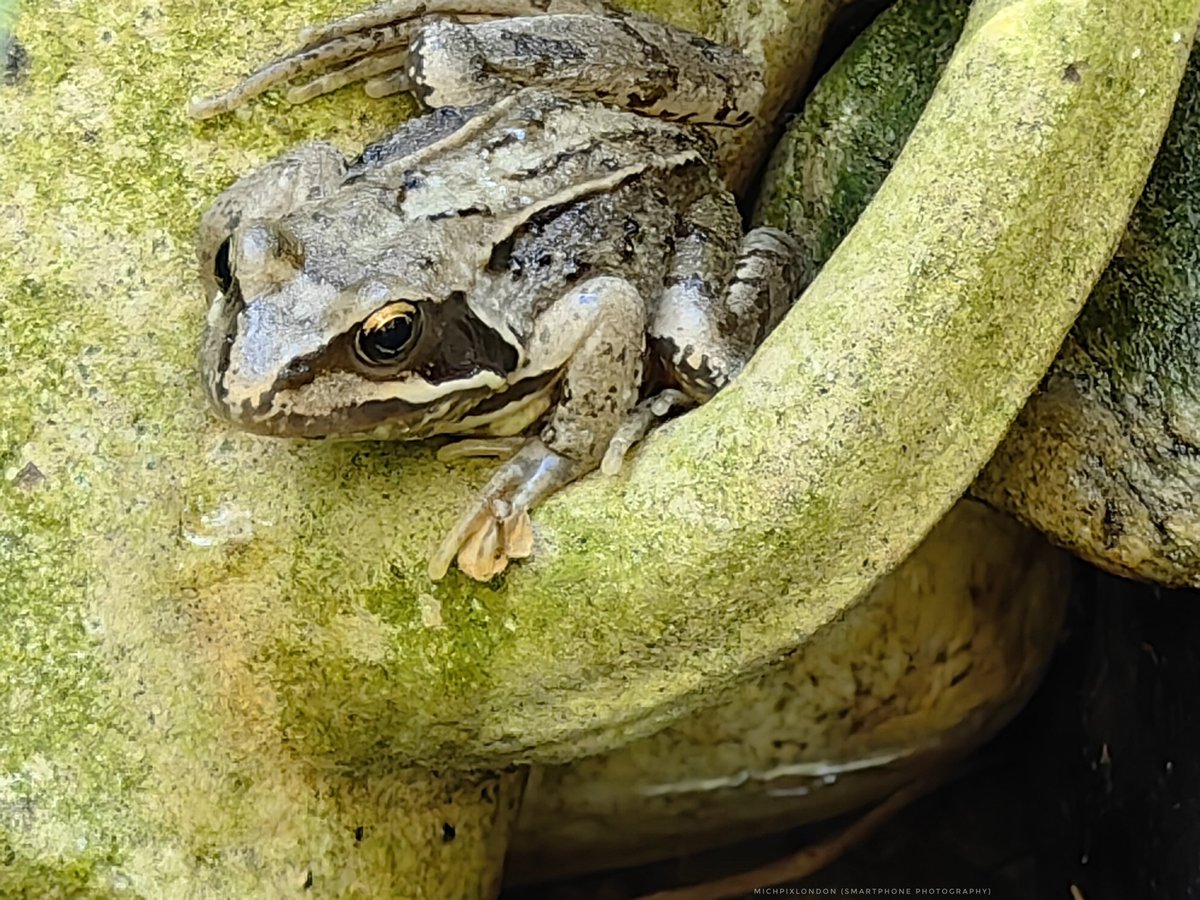 Lots of #frogs sightings out in our small garden this year! <a href="/froglifers/">Froglife</a> a giant female I've called Big Bertha, 2 teensy young boys and a slightly larger male.Being very careful where I walk lol boing, boing, BOING!!!! #Gardens #Britishgarden #gardenpond #froglet #commongardenfrog