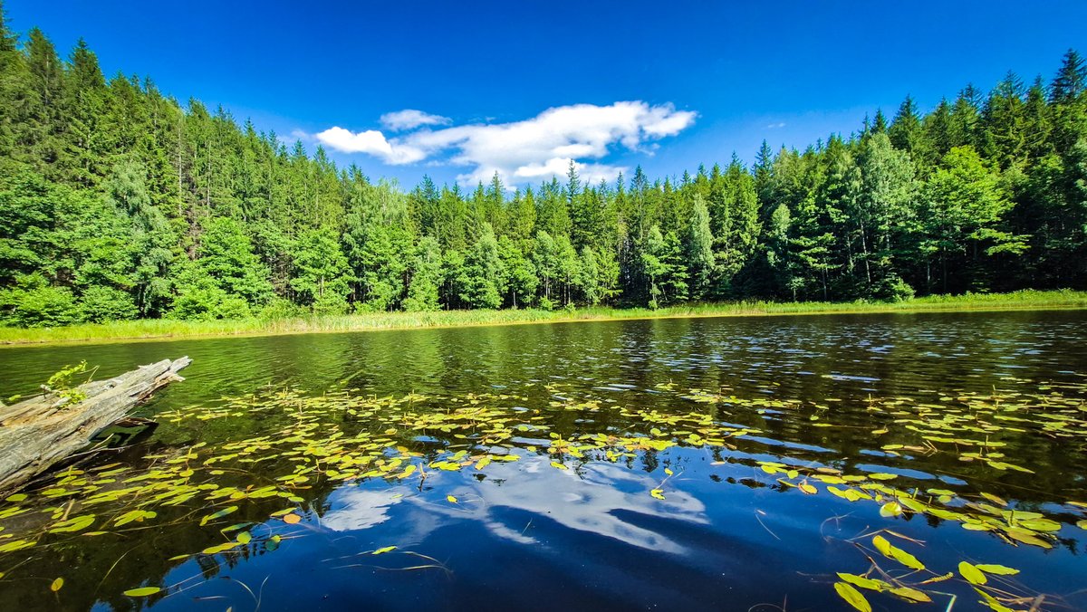 RNP_Romsilva's tweet photo. 🌲 Lacul Negru – o comoară ascunsă în Munții Buzăului 
Un lac natural, sălbatic, înconjurat de turbărie activă, plante rare și liniște pură.
Acces pe jos, traseu de 4 km.
Respectă natura. Fără zgomot. Fără gunoaie. 🍃
#LaculNegru #Romsilva #MunțiiBuzăului #TurismResponsabil https://t.co/orrsOngO1D