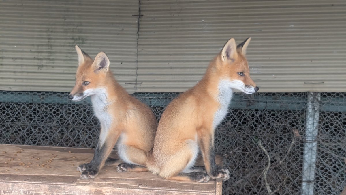kitakitsunefarm's tweet image. さくら♀とピース♂
姪っ子と叔父さん
何かのロゴ風ショット✨
#北きつね牧場 #キタキツネ #こぎつねハウス