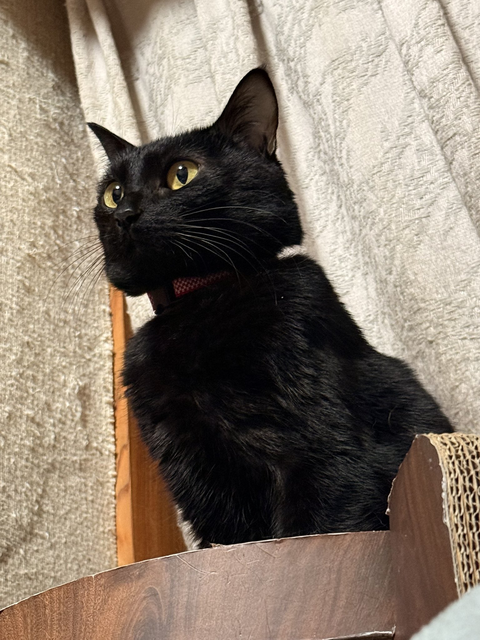 黒猫ページ 黒猫マンチカン 】短足な黒猫ちゃん、実は幸運を呼ぶにゃんこ