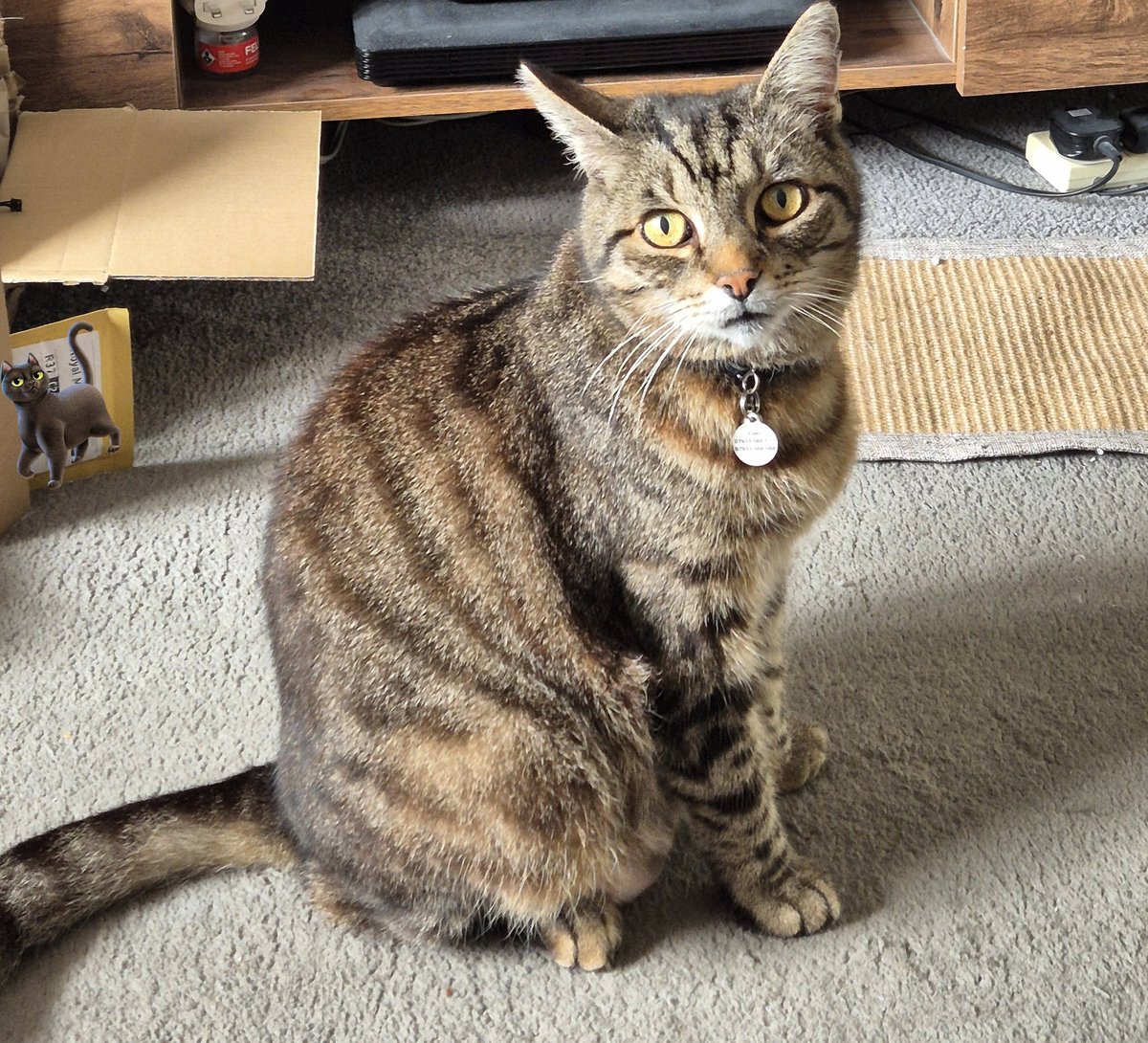 DanJBaker's tweet photo. I’m raising £1,400 until 12/08/2025 for Loki's Hyperthyroidism Operation. Can you help?
 https://t.co/rq2wd3JTci

#Cat #donations #veterinarycosthelp
#hyperthyroidism #lovecats #support #fundraiser #help #CatsOfTwitter #CatsAreFamily #cats #catlovers https://t.co/sdSZJG4722