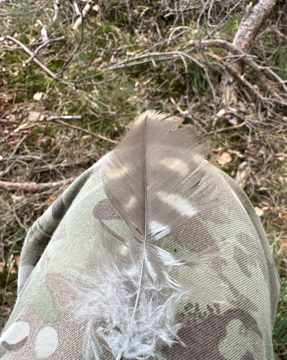 On the evidence here, I think that British Army MTP camouflage was invented by owls.