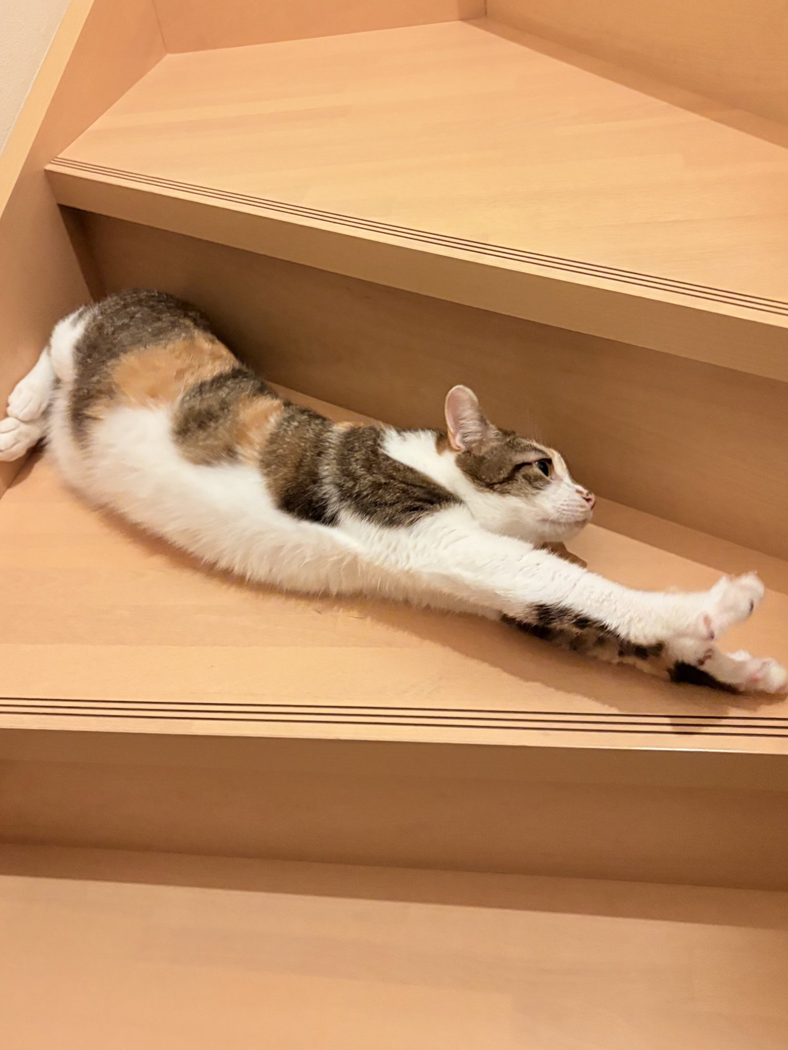 ねこ 招き猫 8寸 / 小田人形 – 京都の伝統工芸品の通販サイトはMOCAD