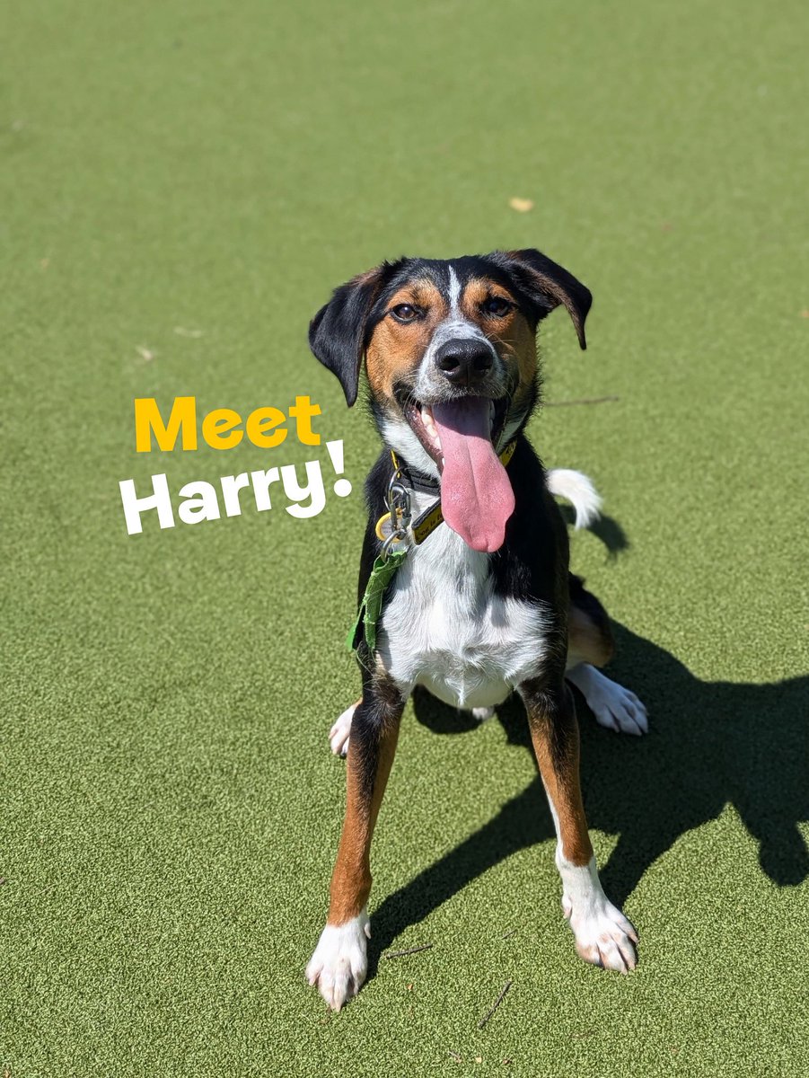 DT_Shoreham's tweet image. Harry would like to introduce himself in the best way he knows how… looking handsome, doing a #TongueOutTuesday pose! 😋
Find out more about this gorgeous boy: dogstrust.org.uk/rehoming/dogs/…