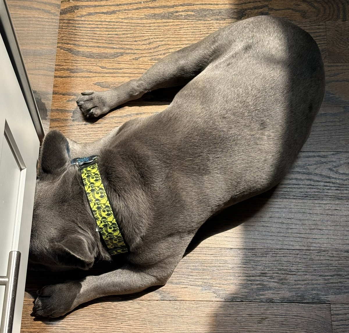 JcsSnacks's tweet image. We didn’t get complex con tickets 😅☠️ Puts head under cabinets 😂 Pup keeps repping the club daily with the MAYC collar @boringmerch gifted me 🤝🍌