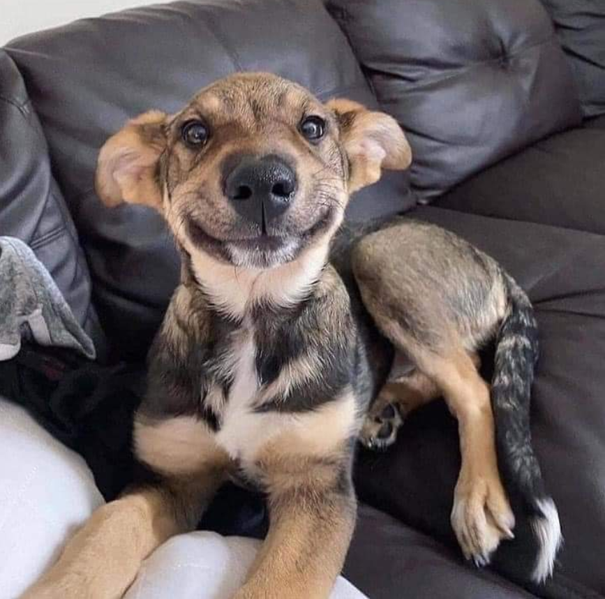 This is Meatball. He’s home for the very first time, with a human of his very own. 💗💗💗