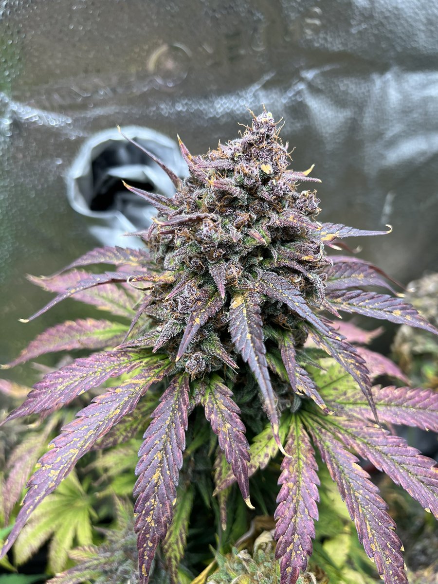 netoe125 (@netoe125) on Twitter photo Day 69 #Lemoncherrycookies <a href="/Fast_Buds/">Fast Buds</a>  #colorfordays Day 69 #Lemoncherrycookies <a href="/Fast_Buds/">Fast Buds</a>  #colorfordays