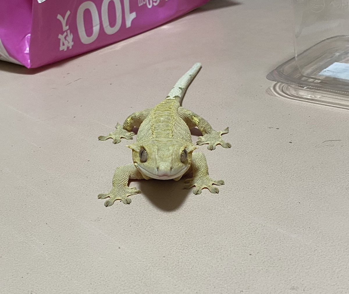 smiledego's tweet image. ご飯入れて水入れ交換したのにバッシャーンやって、こんにゃろ思ってやり直す為に蓋開けたらひゃっほーいして裏に逃げた…
無視して他の子しよったら…しれっと出てきとる笑
とりあえず他の子終わらせようと無視。終わって逃げるかなーと近づいたら…いや逃げんのかいっ笑
かわいいやつめ
#クレス