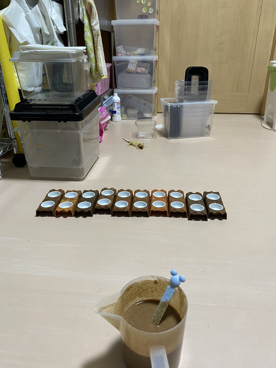 smiledego's tweet image. ご飯入れて水入れ交換したのにバッシャーンやって、こんにゃろ思ってやり直す為に蓋開けたらひゃっほーいして裏に逃げた…
無視して他の子しよったら…しれっと出てきとる笑
とりあえず他の子終わらせようと無視。終わって逃げるかなーと近づいたら…いや逃げんのかいっ笑
かわいいやつめ
#クレス