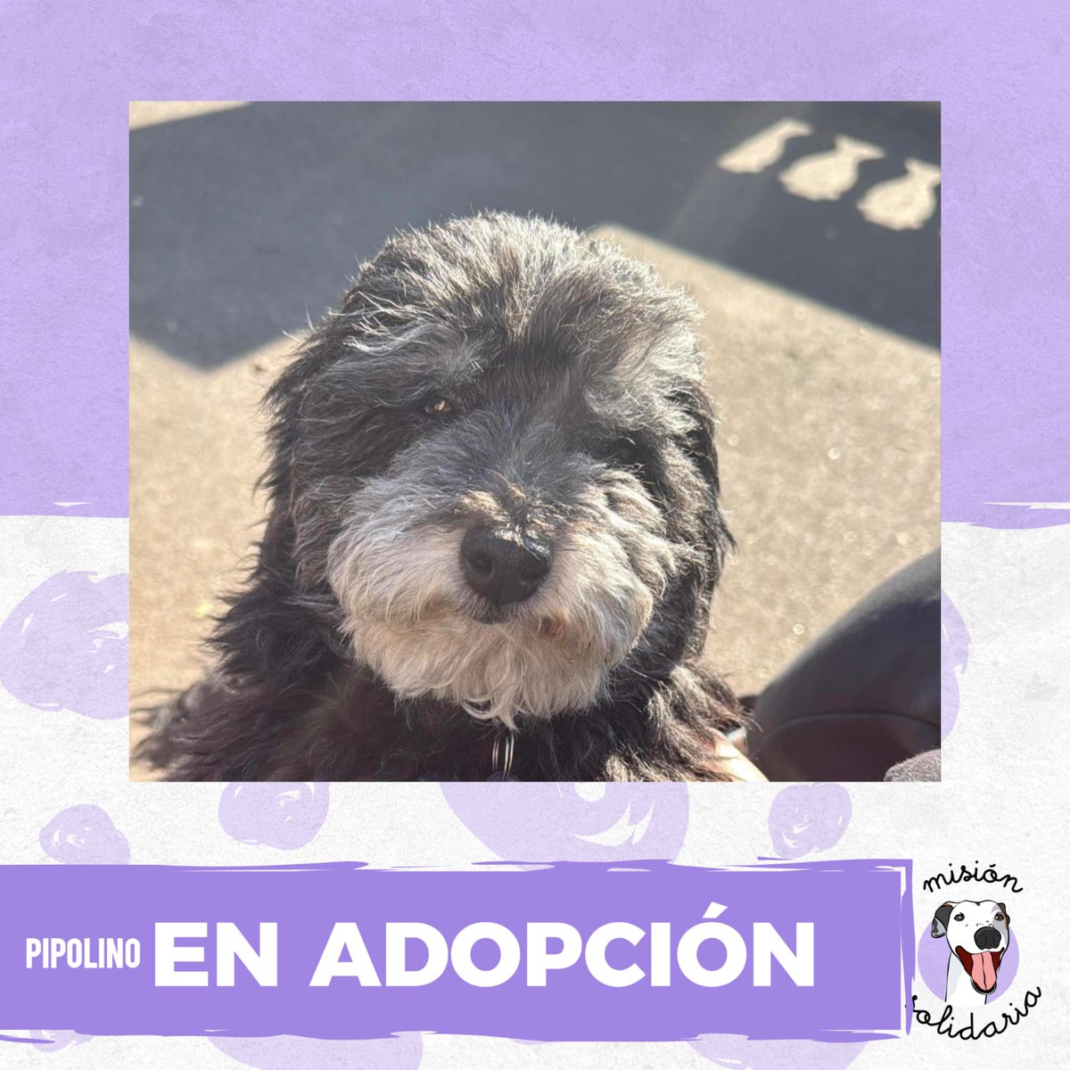 lagarzasosa_'s tweet photo. Pipolino, caniche, tiene 7/8 años, está castrado, vacunado y desparasitado. Se lleva bien con otros perritos y está en CABA!
Queres adoptarlo? Escribime!
Zonas CABA y GBA
misionsolidariatwitter@gmail.com
Asunto: Buongiorno pipolino!! https://t.co/l6LuhqktDV