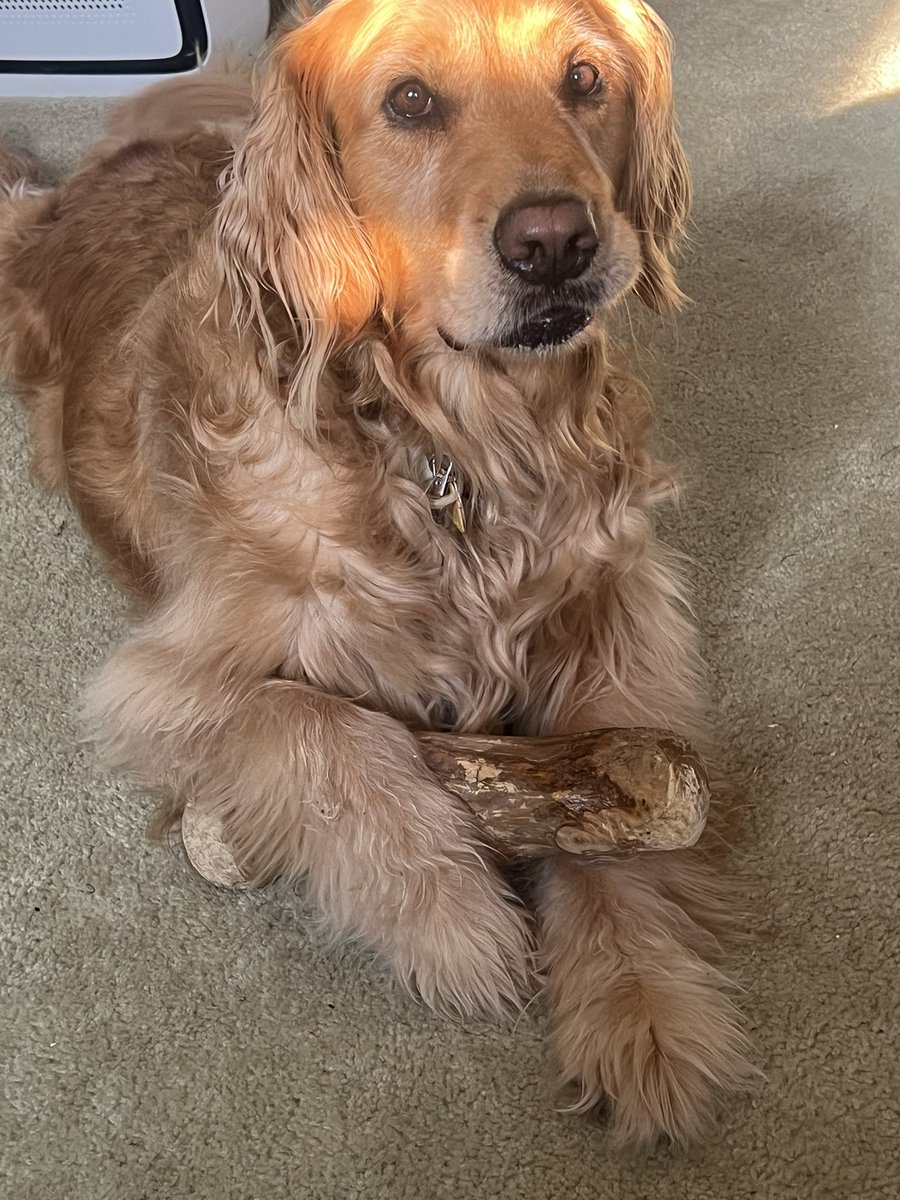 MLBaskerville's tweet image. The Hound of Gold bids you most gracious good mornings! She is enjoying her morning coffee(wood). πͺ΅