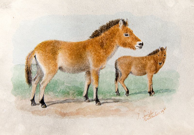 ZSLLibrary's tweet image. Animal #artist and illustrator Joseph Smit was born #OTD in 1836. He provided many #illustrations for our scientific publication "Proceedings of the Zoological Society", we have a few of his original artworks in our "special collections": zsl.org/news-and-event…
