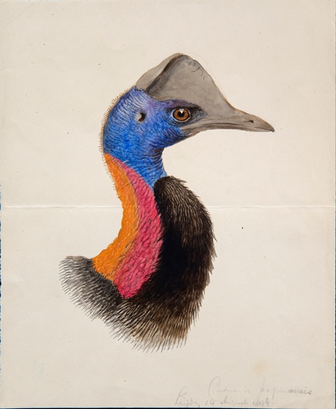 ZSLLibrary's tweet image. Animal #artist and illustrator Joseph Smit was born #OTD in 1836. He provided many #illustrations for our scientific publication "Proceedings of the Zoological Society", we have a few of his original artworks in our "special collections": zsl.org/news-and-event…