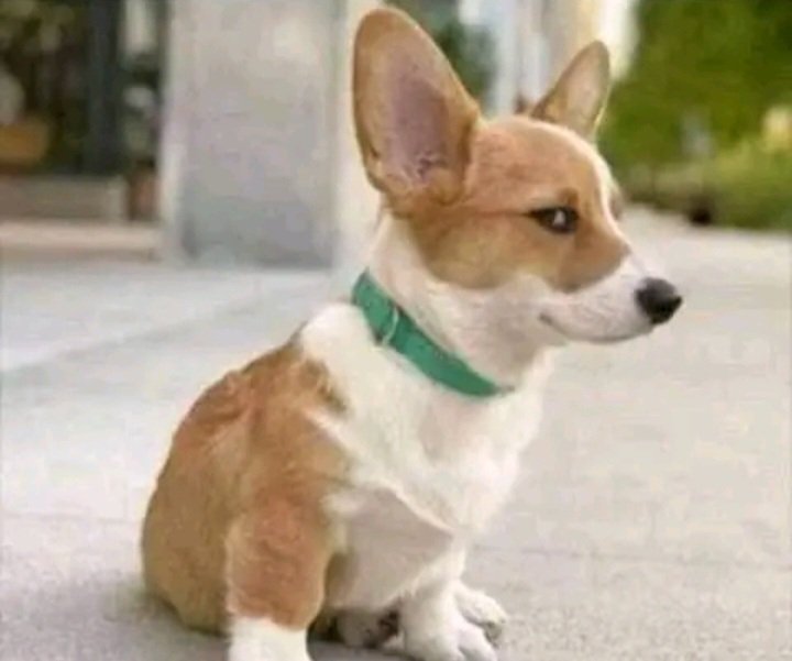 ultimately40's tweet photo. @JohnOnkoba7 @AokoOtieno_ Si umekuja sana eish😂😂😂😂 https://t.co/c48ULIQFLs