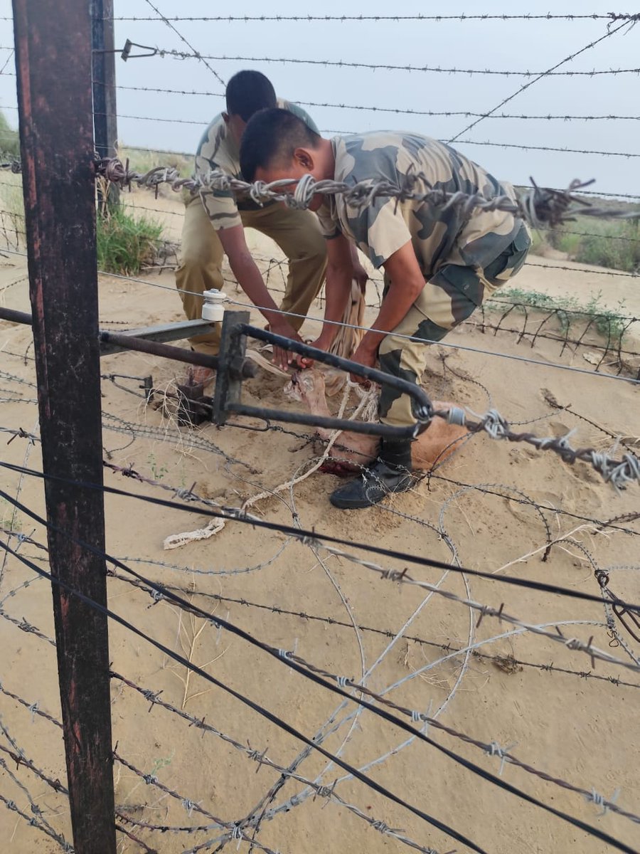 Bharatikumarix's tweet photo. #BSF not only protects the borders but also protects Wild Life.
#BSF rescued a deer in Jaisalmer and gave it first aid.
#HalpingHand
#BSFRajasthan
#IndoPakBorder
Indian Army #ShubhanshuShukla
#AxiomMission4 Earth #india Tesla https://t.co/V22xQDEDG1