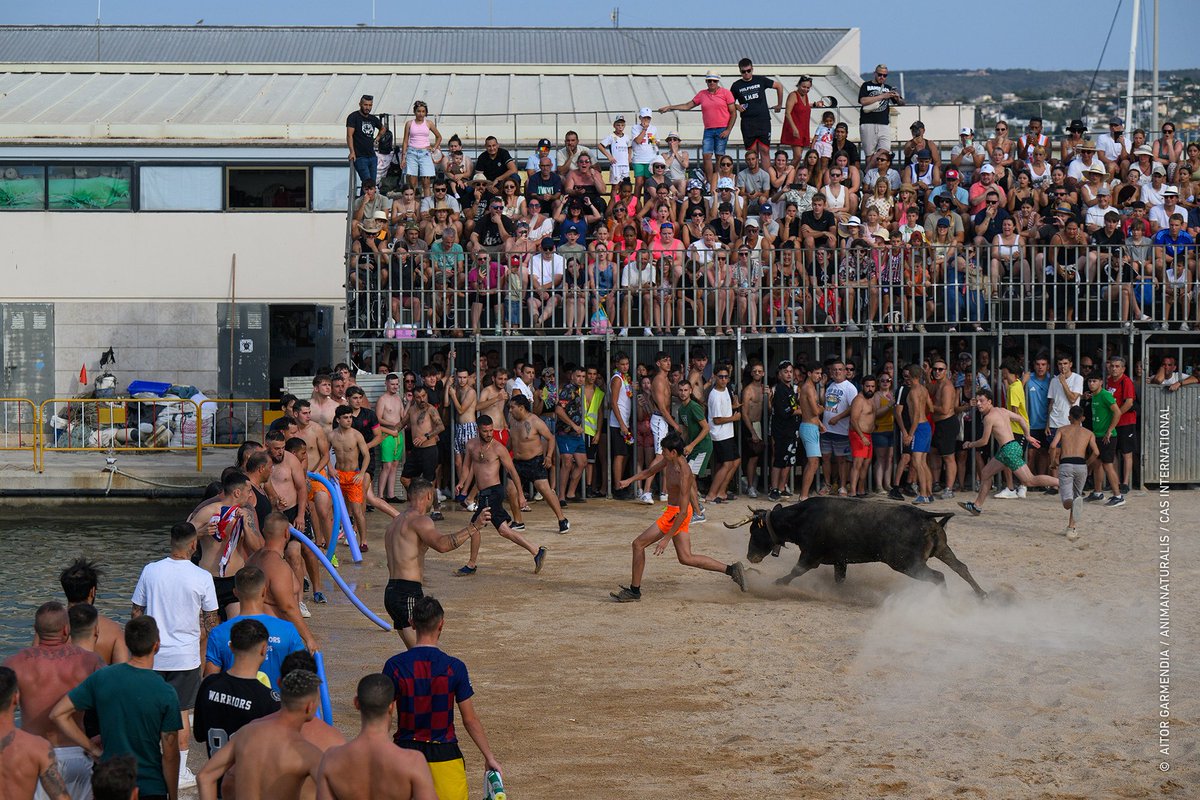 AnimaNaturalis's tweet image. 🇪🇸📢 #BousAlaMar | Aunque los organizadores aseguran que no se inflige daño físico directo, diversos estudios científicos lo desmienten.
Estos animales perseguidos y acosados presentan niveles elevadísimos de cortisol (la hormona del estrés) y sufren un impacto psicológico…
