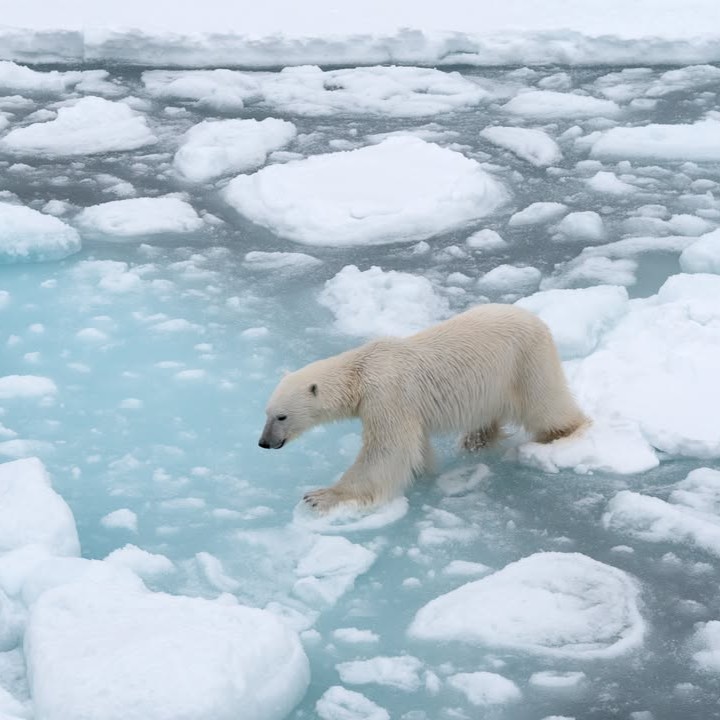TheTorontoZoo's tweet image. Today is #ArcticSeaIceDay and your Toronto Zoo is committed to protecting sea ice for species around the world ❄️
Test your Climate IQ and enter to win a behind-the-scenes encounter with your Zoo's four Polar bears 🐻❄️
Full details ⬇️
bit.ly/4lwg4ao