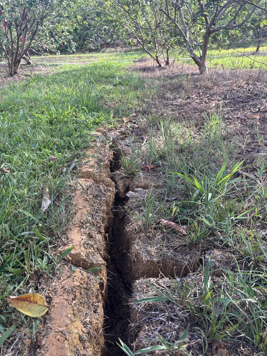 wrobles9's tweet photo. Despite current dry conditions due low rainfall, guava trees are doing great https://t.co/CIRKformyp