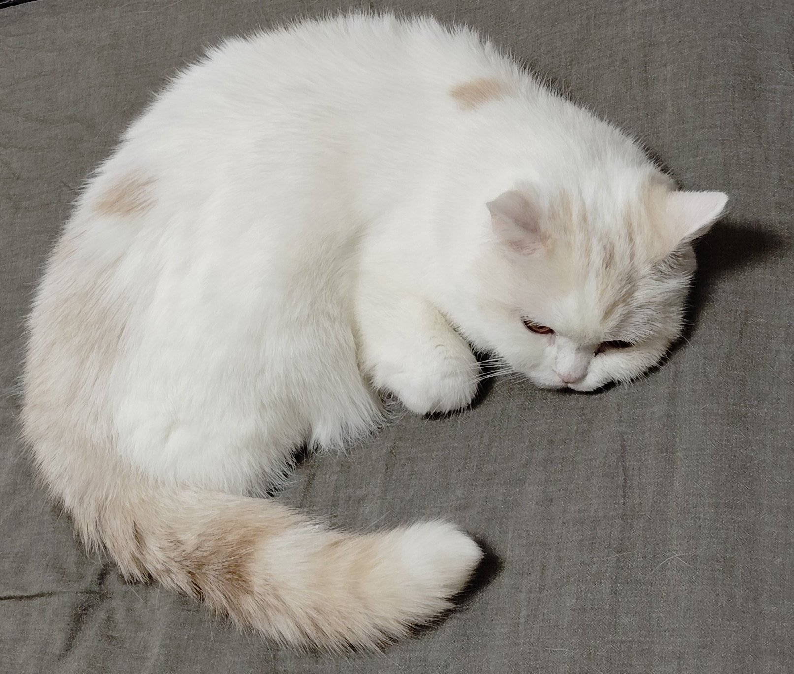 ネコちゃん photo ロバの耳 on X: 