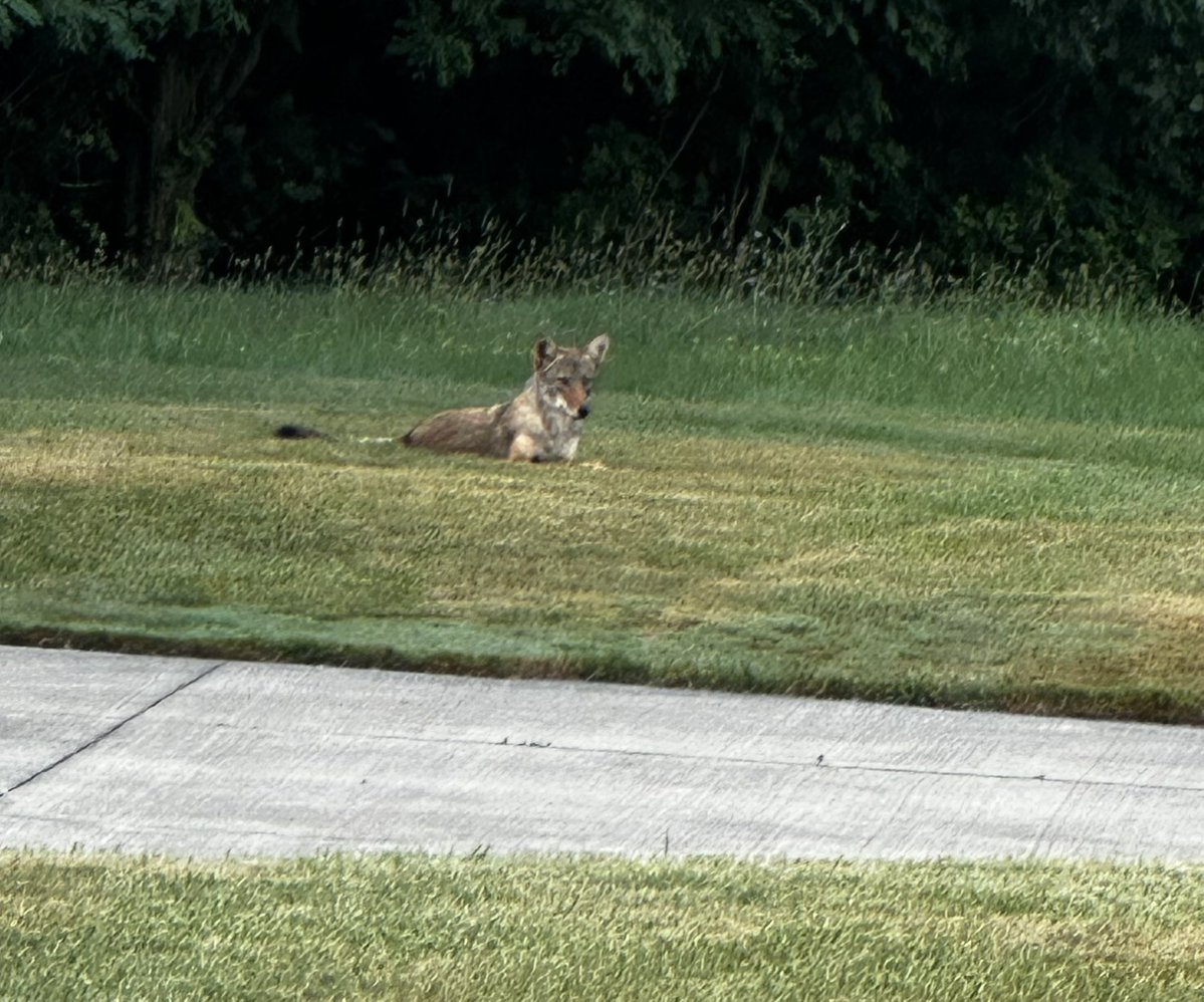 xvermonter61's tweet image. Our morning walk started a bit unusual and a little stressful, these two were too close for comfort! The one has an obvious broken leg; maybe that’s why they were hanging around. #DogsofTwitter #TuesdayMorning