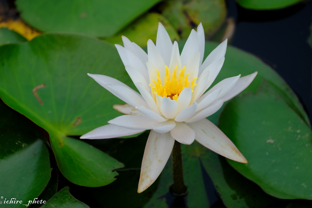 スイレン花 A withered tropical water lily suddenly grows! A flowering