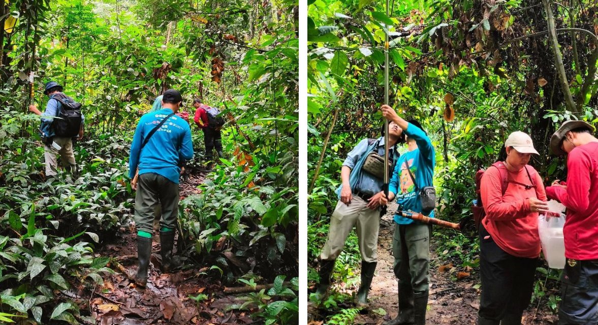 IAL_Lichenology's tweet image. More than 100 species of symbiotic fungi (lichens & #ectomycorrhizae) found in a field trip to Kalimantan (Borneo)! Read the full report by F.S. Fastanti & A. Retnowati in International Lichenological Newsletter 57(2).
ial-lichenology.org/wp-content/upl…
🍄 #Mycology #Lichens #Biodiversity