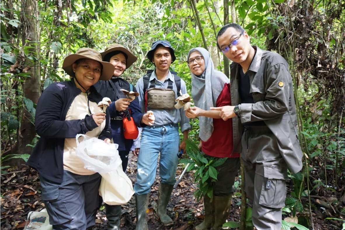 More than 100 species of symbiotic fungi (lichens &amp; #ectomycorrhizae) found in a field trip to Kalimantan (Borneo)! Read the full report by F.S. Fastanti &amp; A. Retnowati in International Lichenological Newsletter 57(2). 
ial-lichenology.org/wp-content/upl…
🍄 #Mycology #Lichens #Biodiversity