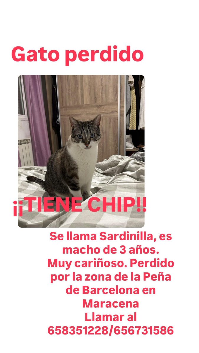 Por favor, me echáis una pata? Es el gatito de una compi y están desesperados buscándolo.
Zona de #Maracena #Granada
#RT