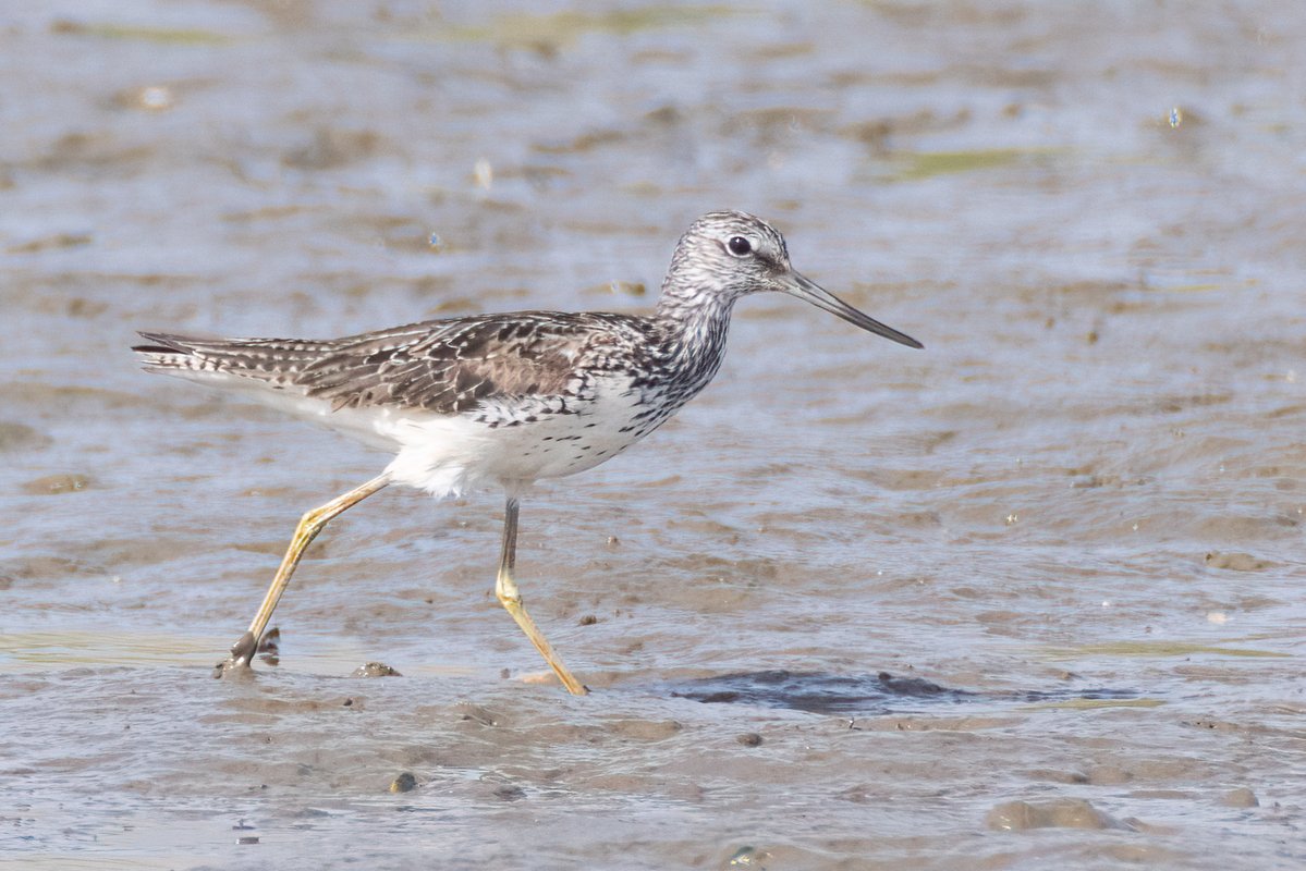 markwright12002's tweet image. Black-tailed Godwit, Greenshank and Common Sandpiper
Summer Safari Cruise - Birds of Poole Harbour
@harbourbirds