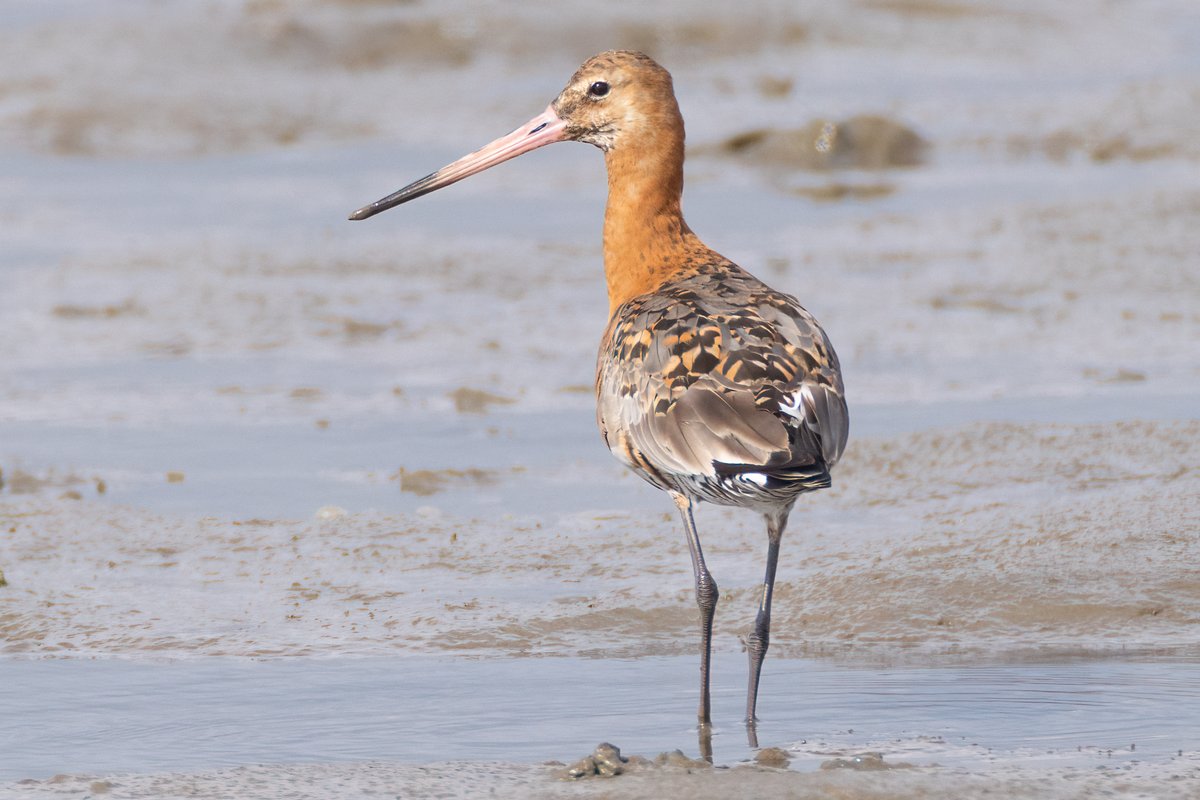 markwright12002's tweet image. Black-tailed Godwit, Greenshank and Common Sandpiper
Summer Safari Cruise - Birds of Poole Harbour
@harbourbirds